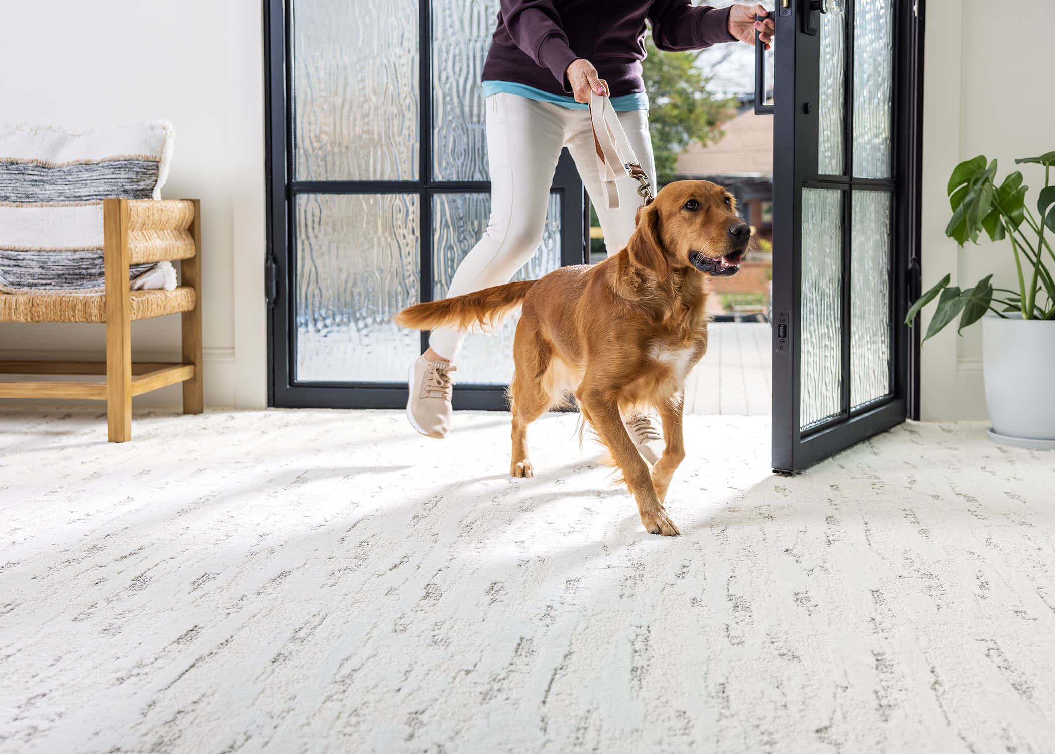dog and owner coming in to a house with carpet on the floor.