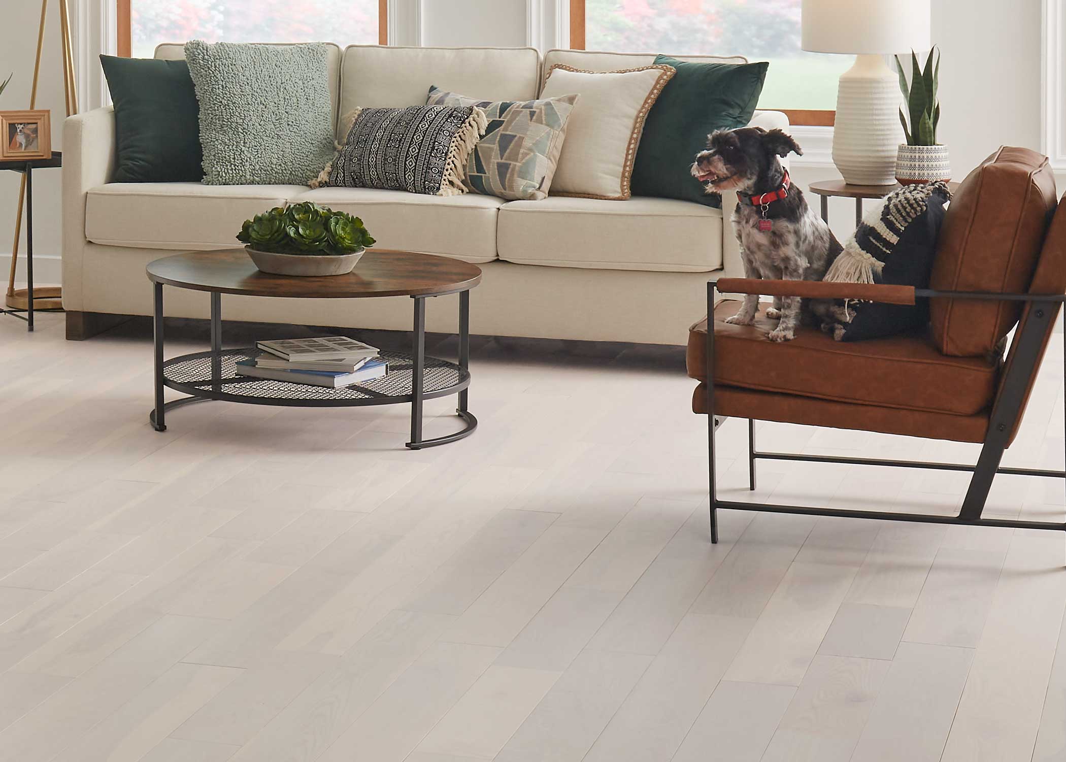 white washed solid hardwood flooring in office with wood desk and chair plus cream sofa and caramel leather arm chair with black and white dog sitting on chair