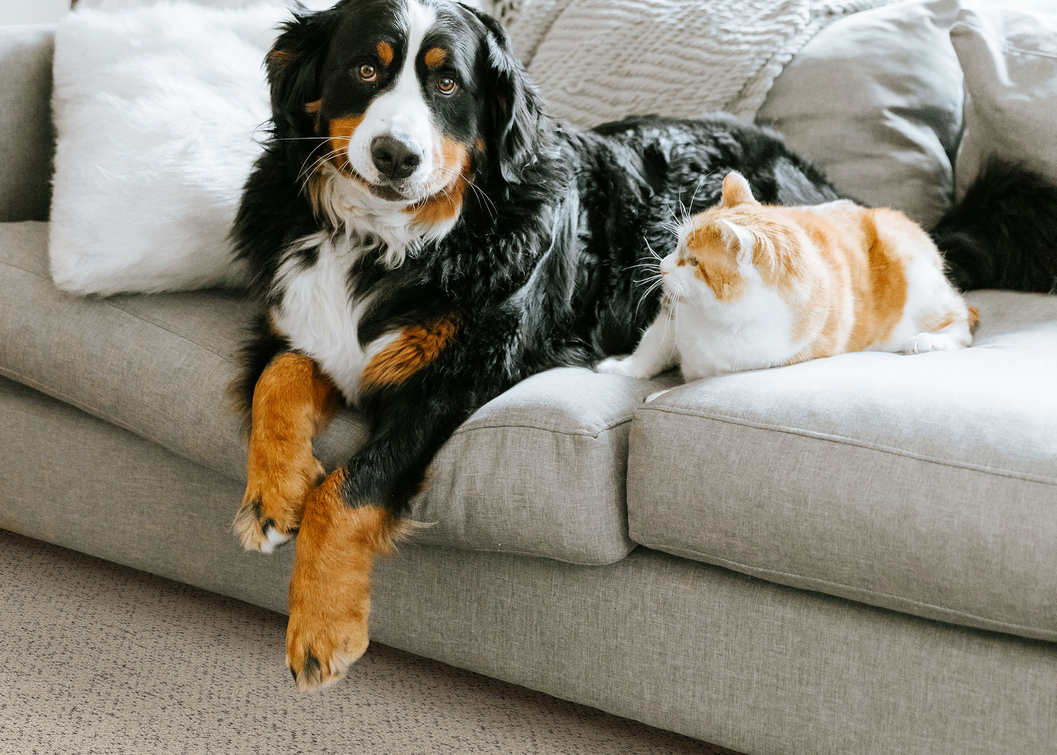 low pile loop pattern carpetin living room with dog and cat sitting on beige upholstered sofa