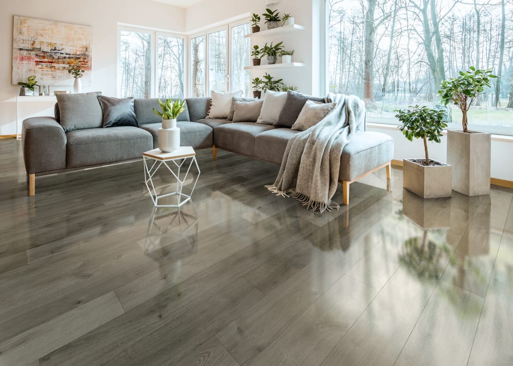 10mm Stockholm Silver Oak High Gloss Laminate Flooring in living room with dark gray sectional sofa plus small white metal cocktail table and white floating shelves with plants