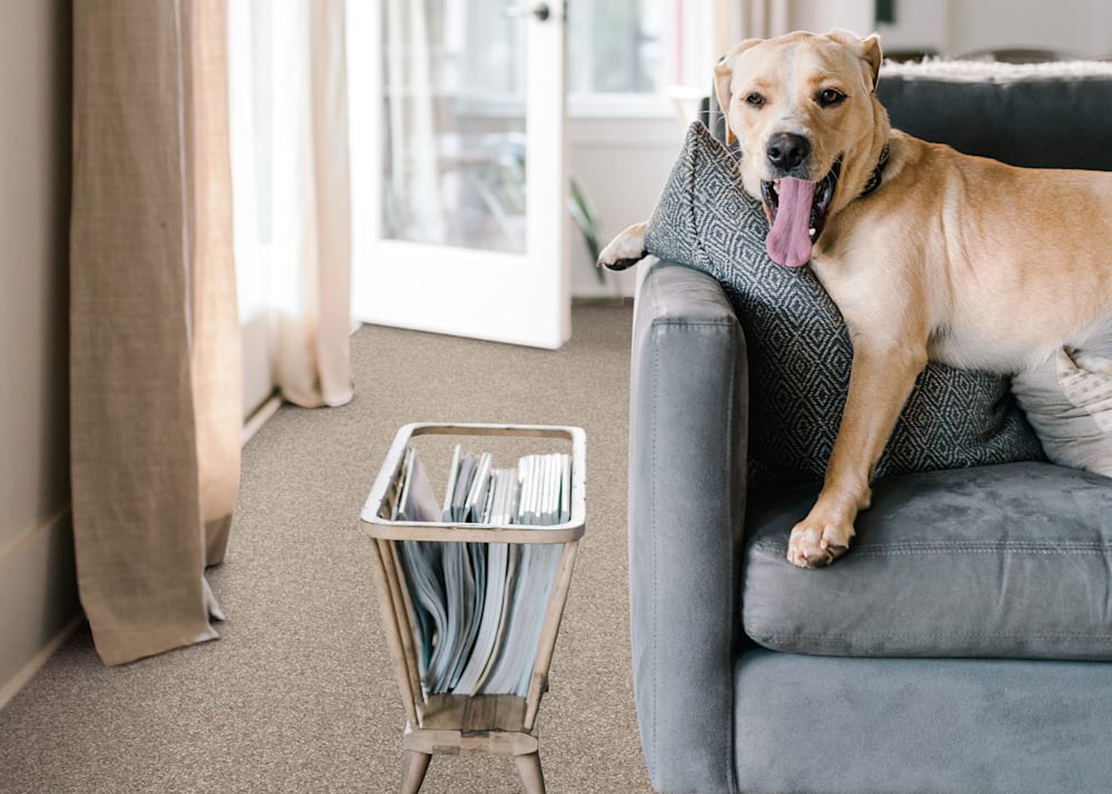 Brooklyn Bridge Carpet in Hot Cider in living room with dark gray velvet sofa with tan dog resting on pillow and magazine rack on floor beside sofa plus tan linen curtains